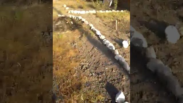 Туи как бордюр смотреть онлайн