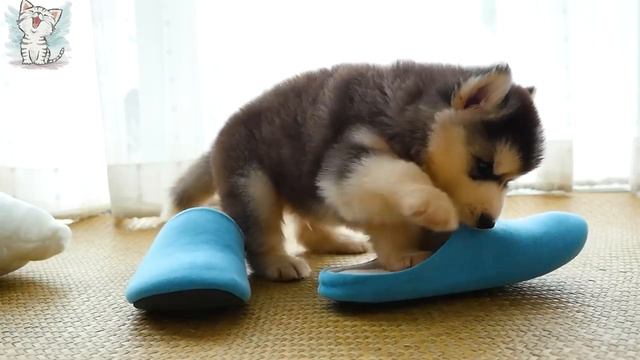 Котейка ТВ. Собаки и их звуки для детей. смотреть онлайн