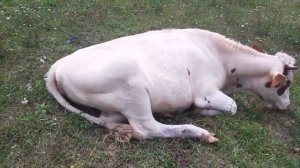 Как и когда формируется вымя у коровы?