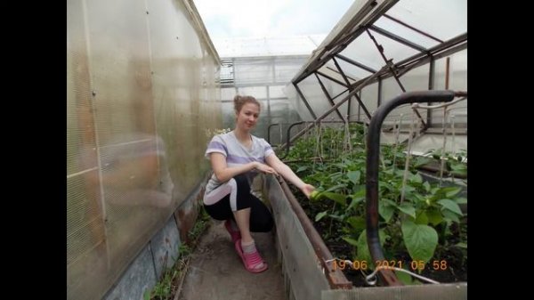 СНТ МИЧУРИНЕЦ.  Kleverdi and Tucazo.  Дачники — Ах, огурчики, помидорчики...