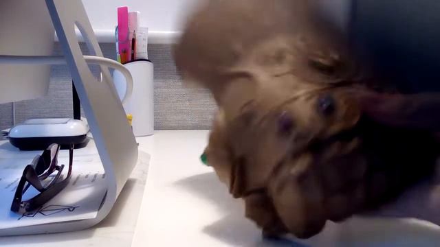 перчатка бесконечности