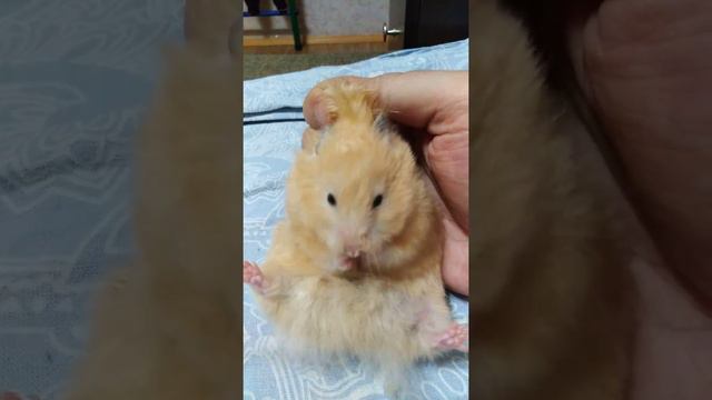 Хомячок умывается