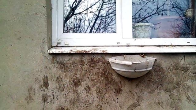 щенки акита и хаски, свободны смотреть онлайн