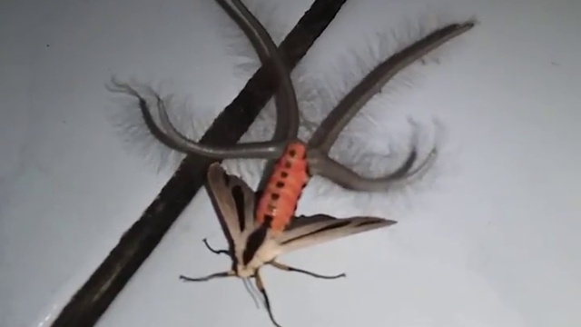 Индонезийский мотылек смотреть онлайн