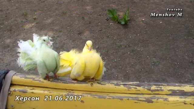 Голуби цветные, ручные, декоративные. Красиво, необычно смотреть онлайн