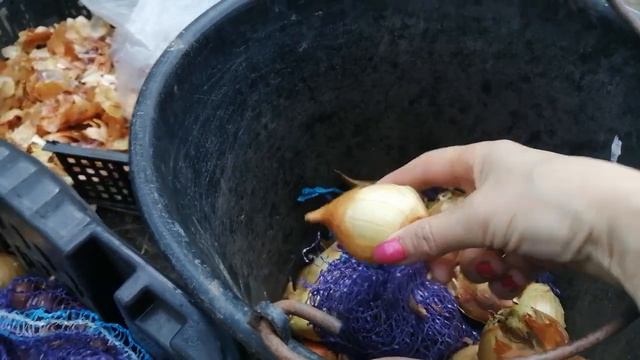 Лук который все лето пролежит и не сгниет. смотреть онлайн