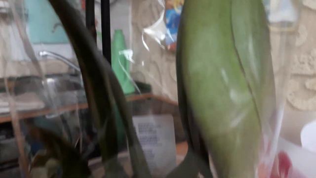 Манхэттен,я её купила смотреть онлайн