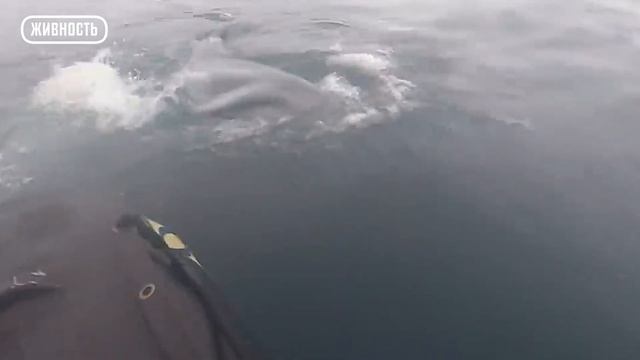 Этот Морской Леопард - Самый Страшный Хищник в Арктике не Просто Так! смотреть онлайн