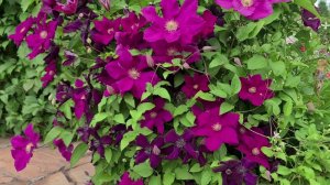 КЛЕМАТИСЫ. КНЯЖИКИ. Уход за клематисами в июне. Варианты совместных посадок.