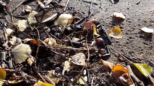 Осень в Новосибирске Обское море смотреть онлайн