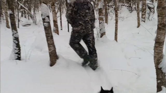 Испытания по Кабану/ЧЕСТНЫЙ ДИПЛОМ/Роки отработал на диплом 3 степени/ смотреть онлайн