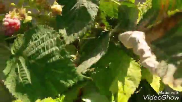 Малиновое изобилие. смотреть онлайн