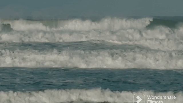 10 самых разных виды животных собралось смешные животные смотреть онлайн