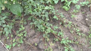 Как размножать ежемалину Тайбери