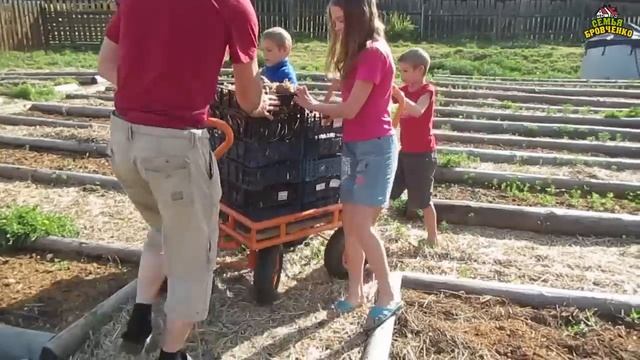 Огород 2019 Ч.2 - Компост, огурцы, помидоры, капуста и картошка (05.19). Семья Бровченко. смотреть онлайн