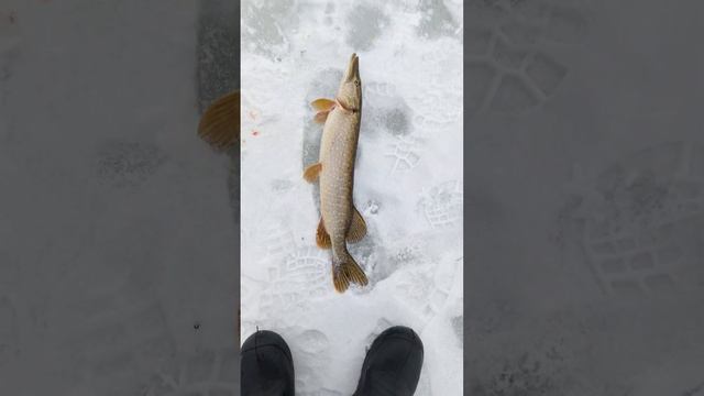 Щука на Жерлицу 1.5 Кг Река Дон Устье смотреть онлайн