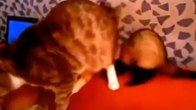 Кот и хорек. смотреть онлайн