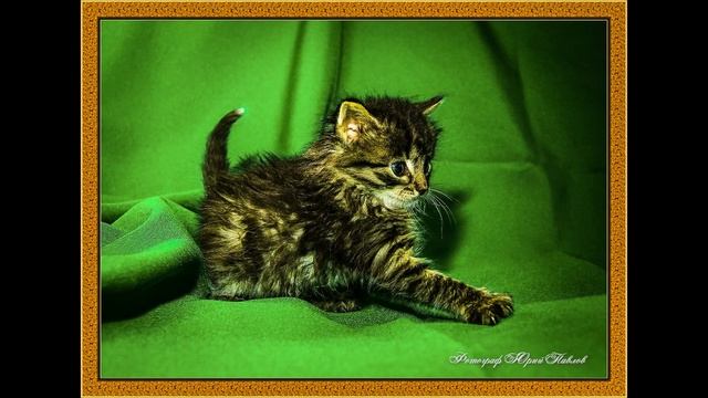 фотосесия милого котенка.mp4 смотреть онлайн