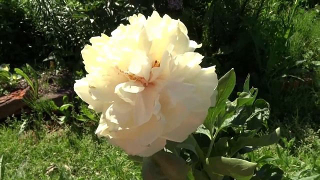 Пион Блонд Вижн / Peony Blond Vision - Сад на Волхове смотреть онлайн
