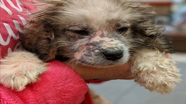 Мужчина нашёл в лесу 6 лысых щенков. Забота и любовь сделали их настоящими красавцами смотреть онлайн