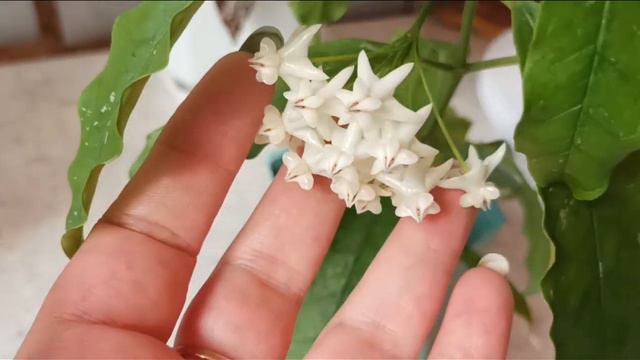Цветущий сентябрь.😍 смотреть онлайн