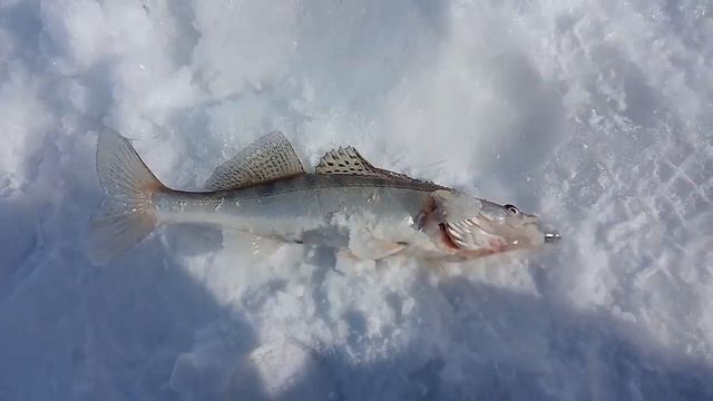Рыбалка на море! Морской судак! Зимняя рыбалка 2021! смотреть онлайн