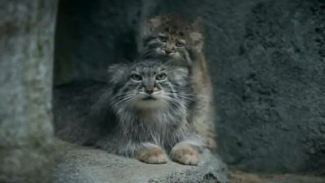 Полезная информация о манулах смотреть онлайн