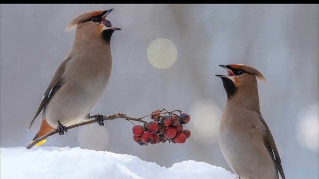 Добрый вечер, сестрёнка! смотреть онлайн
