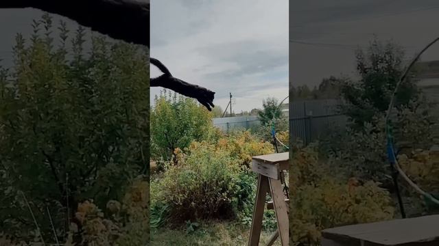 Они думали мы упадём 🐈⬛ #черныйкотик смотреть онлайн
