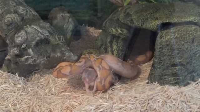 Reticulated Python "Joji" 11th Feeding 10-2-17 смотреть онлайн