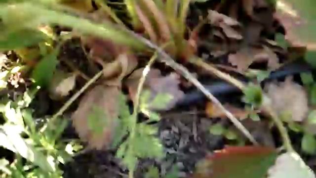 Обзор сорта Дарселект смотреть онлайн