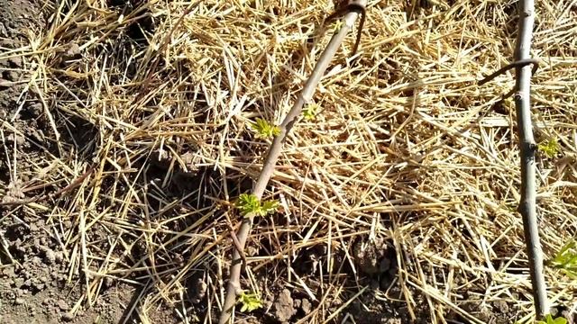 ИНЖИР. ПАРУ ЦЕННЫХ СОВЕТОВ ПРИ ВЫРАЩИВАНИИ ИНЖИРА. смотреть онлайн