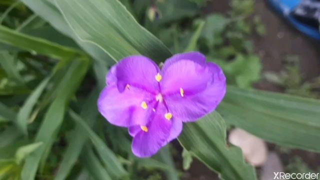 "Зелёные цветы ." Н. Рубцов . смотреть онлайн