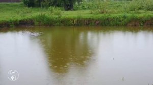 Раннее Утро в Деревне. Натуральные Звуки Природы в Деревне. Слушайте Для отдыха и сна 12 часов