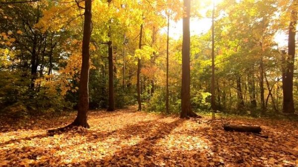 Magic Lights  Calm Classical Music