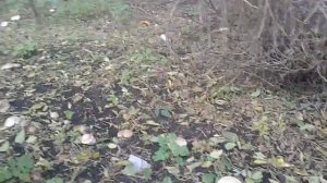 грибы подсливники