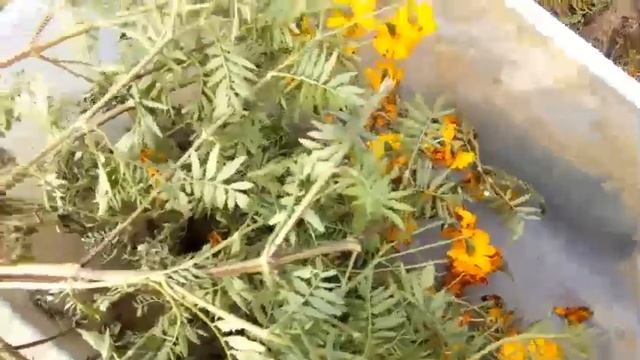 НЕ ВЫБРАСЫВАЙТЕ БАРХАТЦЫ. ОНИ НУЖНЫ КЛУБНИКЕ смотреть онлайн