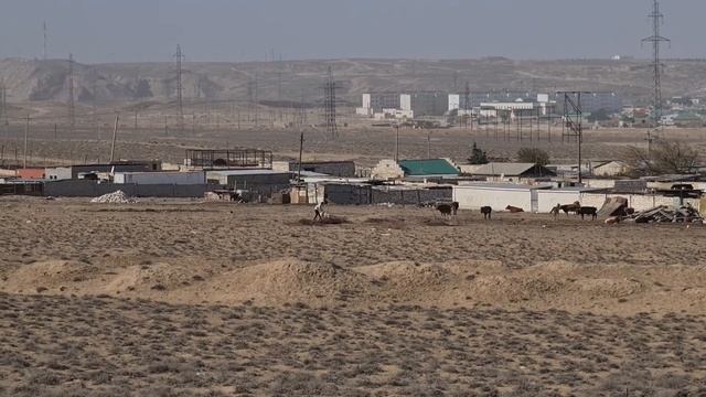 Алабай против Йомудской Лошади! смотреть онлайн