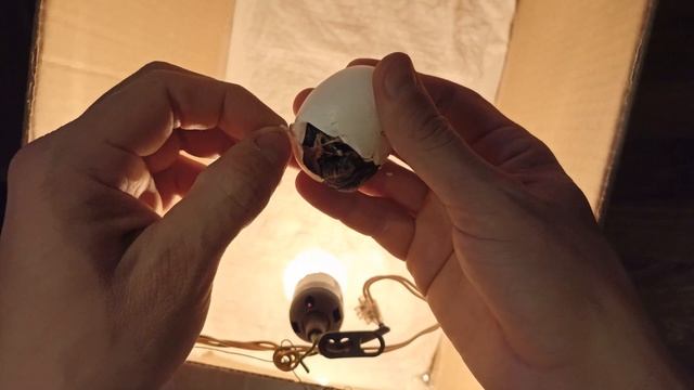 Я РОДИЛСЯ, в инкубаторе из коробки | Вылупление цыпленка | Вылупление из яиц смотреть онлайн