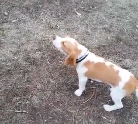 О биглях. Как лает бигль. смотреть онлайн