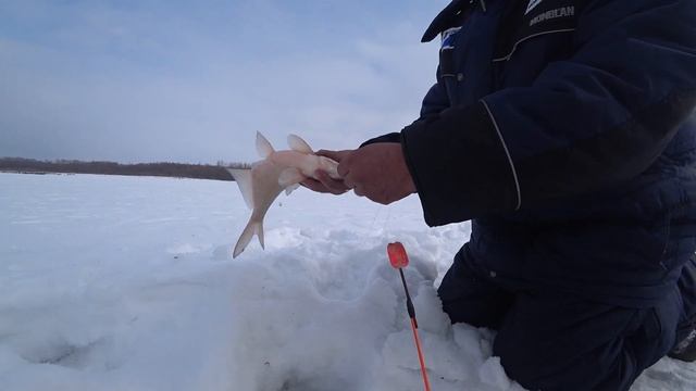 ВОТ ЭТО ПОДАЧИ! ЛЕЩ И ЯЗЬ - ДУПЛЕТ!. Зимняя рыбалка на комбайны. смотреть онлайн