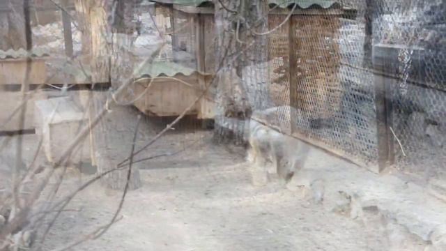 Манулы Ева и Жора бегают друг за другом, как ниточка за иголочкой. смотреть онлайн