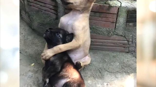 ДО СЛЁЗ !! Беспризорные щенки не перестают обниматься, потому что их спасли! смотреть онлайн