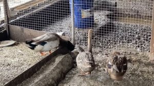 Дикие утки спариваются. Закладываю яйца в инкубатор.