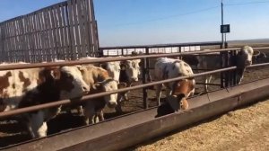 БЫЧКИ 600 голов Симменталы. Продажа на экспорт.