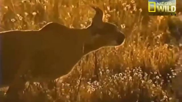 Caracal hunting birth Nat Geo смотреть онлайн