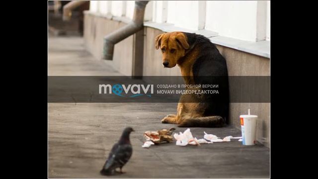 бездомные псы смотреть онлайн