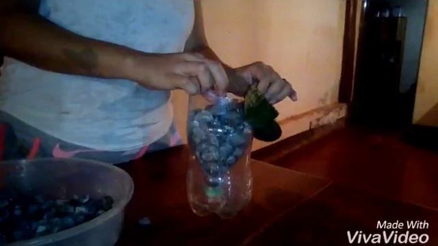 Phalaenopsis na pet com brita смотреть онлайн