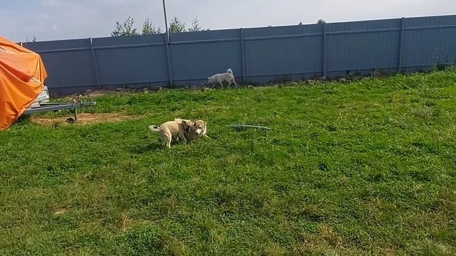 Варю кашу щенку смотреть онлайн