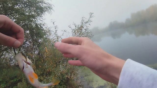 Окунь на отводной поводок. Туманное утро смотреть онлайн